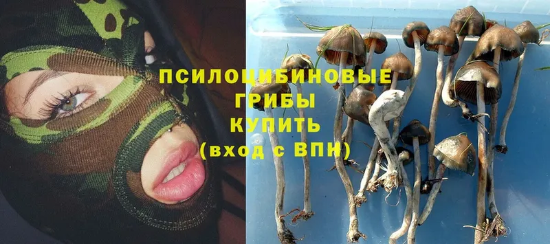 Галлюциногенные грибы Psilocybine cubensis  Тара 